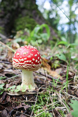 beautiful small amanita muscaria fly agaric mushroom in the grass closeup macro