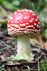 beautiful small amanita muscaria fly agaric mushroom in the grass closeup macro