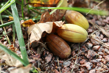 close up of a bunch of acorns with oak branch on the ground