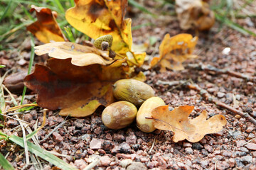 close up of a bunch of acorns with oak branch on the ground