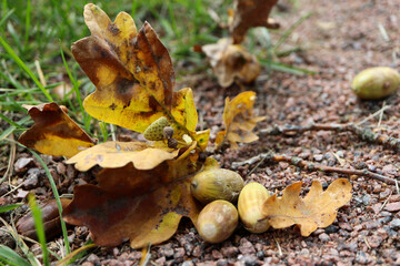 close up of a bunch of acorns with oak branch on the ground