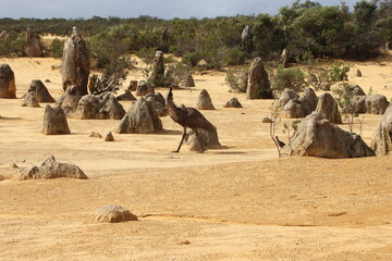 Emu and chick in the Pinnacles Desert, Nambung National Park, Western Australia.