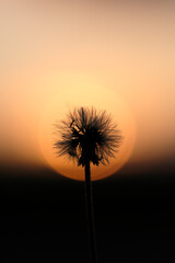 Obraz na płótnie Canvas dandelion against sunset