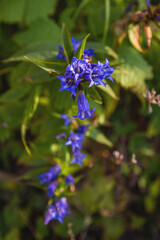 Blue bellflowers
