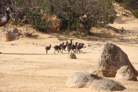Emu chicks in the Pinnacles Desert, Nambung National Park, Western Australia.
