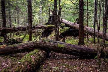 Tree trunks in the forest overgrown with mosses as a background