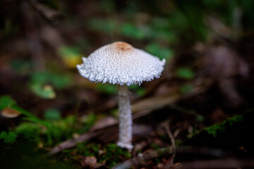poisonous mushrooms in the forest in autumn