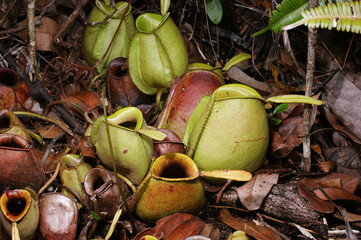 Green pitchers of the carnivorous pitcher plant Nepenthes ampullaria, Sarawak, Borneo