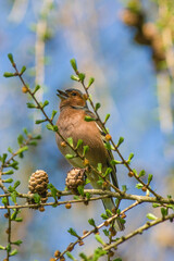 spring finch sitting on a branch