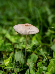 mushroom in the forest
