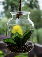 green tea in a glass jar