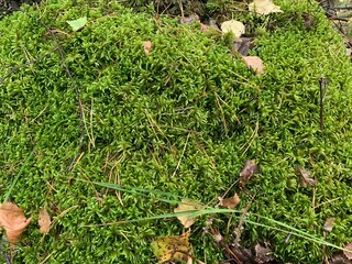 moss in the forest covered with foliage and needles