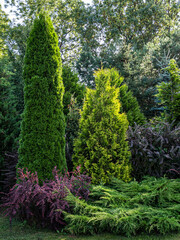 Obraz premium View of trees and bushes in the garden in summer.