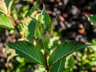 branch of a tree with berries