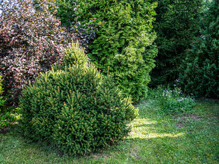 View of trees and bushes in the garden in summer.