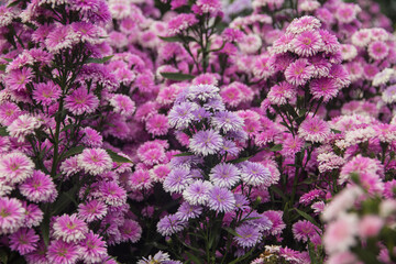 Lavender colored Chomphu and cut flower fields in the natural garden background.