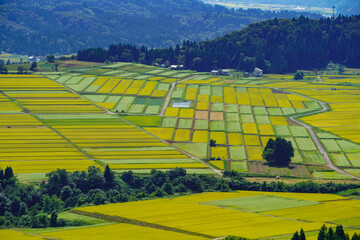 浅葱色のストライプに見えるそば畑と稲穂の黄金色がパッチワークのように美しい米処新潟県小千谷市の田園風景