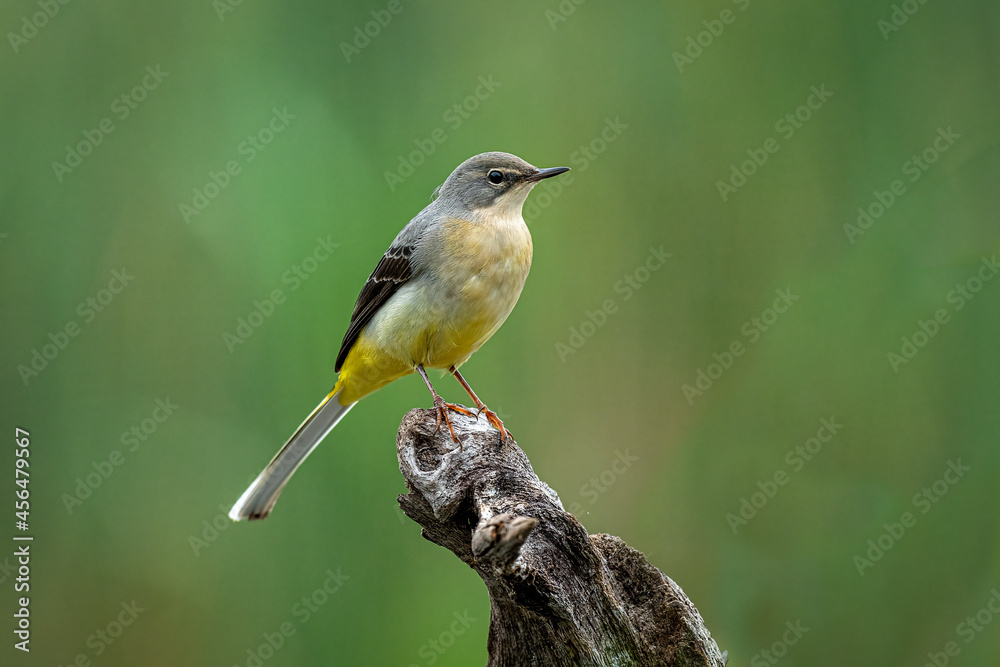 Poster a close up of a grey wagtail as it is perched on a wooden branch with a natural background
