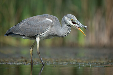 a close up of a grey, gray heron standing in the water with a fish in its beak