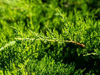 View of trees and bushes in the garden in summer.