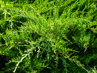 View of trees and bushes in the garden in summer.