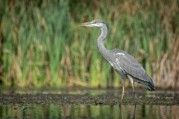A gray grey heron, Ardea cinerea, fishing, As it stands in the water looking to the right. 