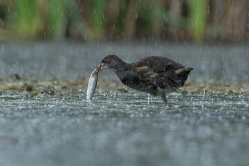 Fototapeta premium close up and low level photograph of a young moorhen, Gallinula chloropus, as it catches a fish. The weather is heavy rain seen on the water