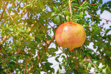 Branches of pomegranate tree  with leaves and one ripe fruit on sunny autumn day