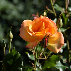 Delicate orange rose and buds in the sunlight.