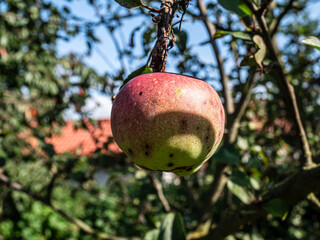 apple on tree