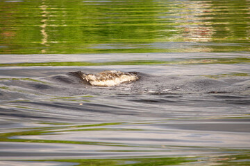 Tiny Wave in the Lake. Tiny wave in the lake causing some bubbles. Trees' green color reflects on the calmer part of the water.