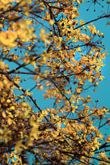 Yellow flowers