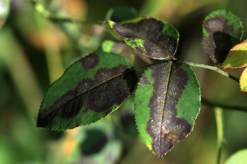 Plant disease in roses such as mildew or rust are common. Leaf spot disease black spot -...