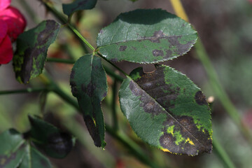 Plant disease in roses such as mildew or rust are common. Leaf spot disease black spot - Diplocarpon rosae, caused by a fungal infection. Closeup