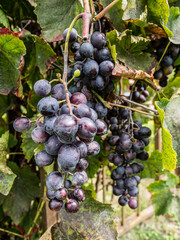 red grapes on vine