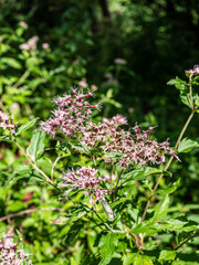 Beautiful summer flowers in the garden.