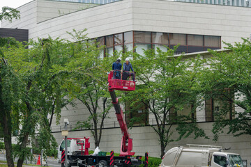 高所作業車にて高枝を伐採していく　街路樹の剪定作業