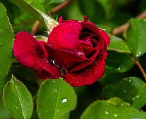 Rose rouge sous la pluie