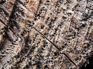 bark texture