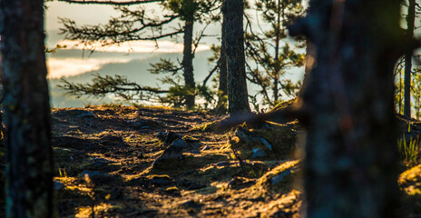 sunset in the forest