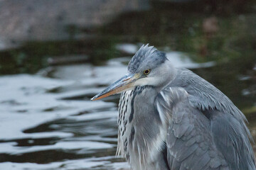 Grey heron near pond in winter time.