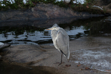 Grey heron walking at pond in winter time.