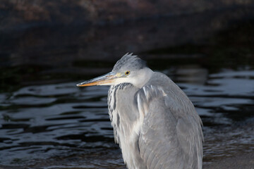Grey heron near pond in winter time.