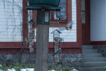 Great tits are feeding from feeder rack.