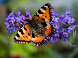 View of beautiful butterfly sitting on the summer flowers.