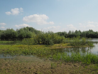 lake in the forest