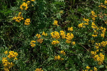 Blooming Tansy (Tanacetum vulgare) in the field. Yellow flowers of  Common Tansy or Bitter Button. Flowering Cow Bitter or Golden Buttons.