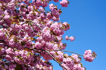 Sakura blooming in the clear sky