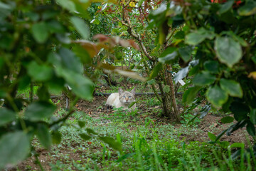 野良猫 隠れる かわいい