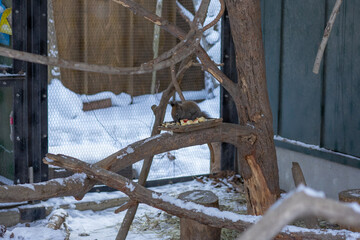 小動物 かわいい 動物園　